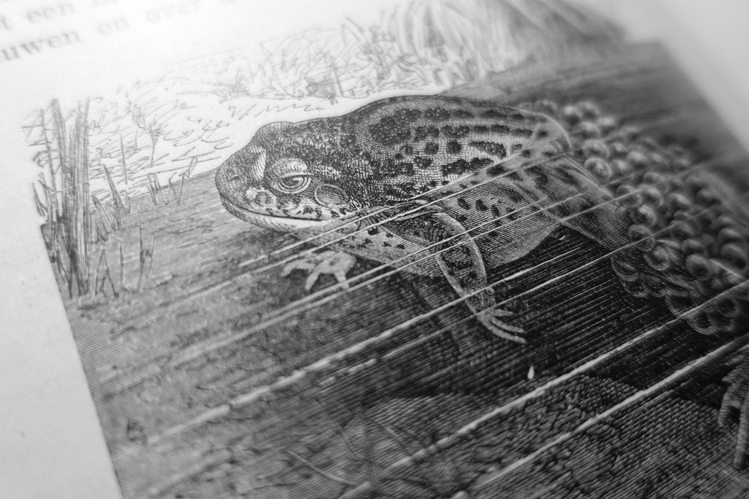 아키펠라고 맵: 실재하는 두꺼비가 사는 상상의 정원